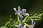 Wing-angle loosestrife